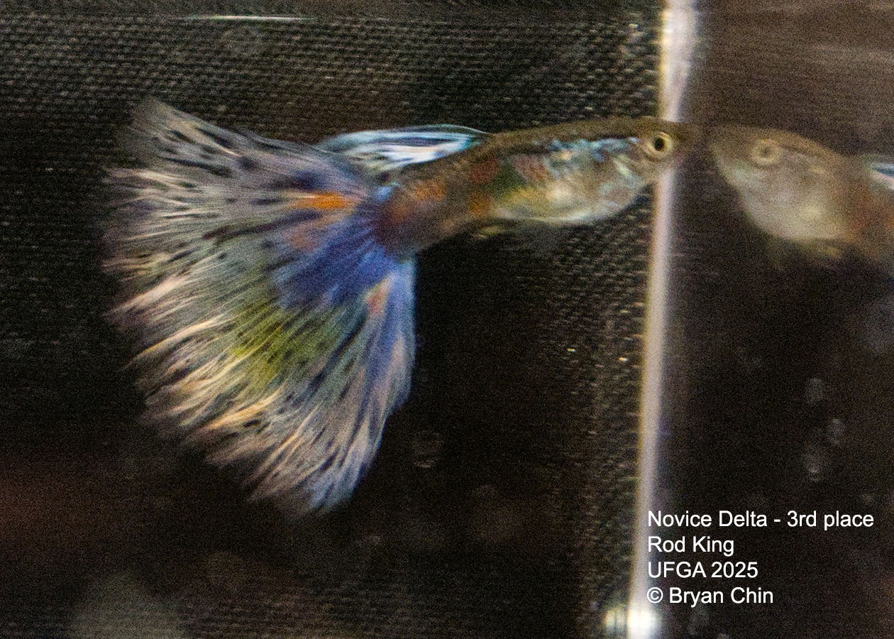Guppy Novice Multicolor